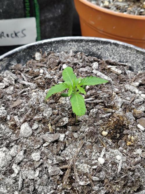 Face Fat (Run #2). Week 1