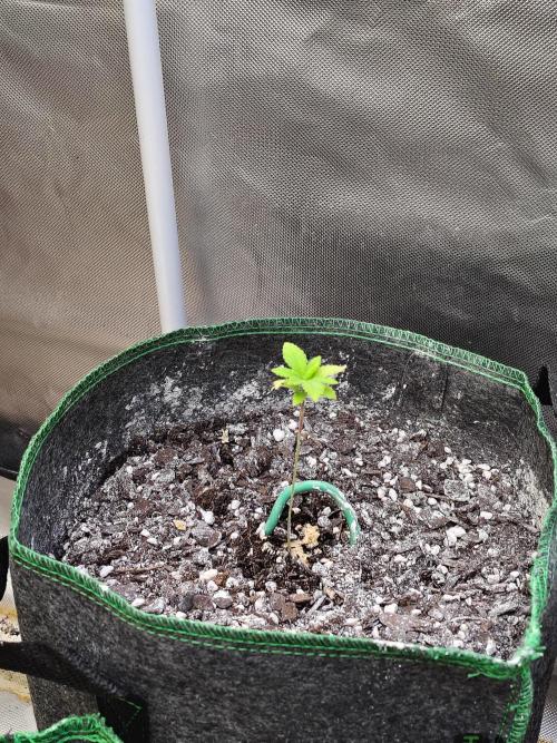 Alien Moonrocks. Week 4