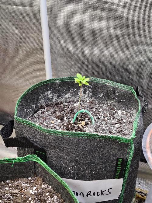 Alien Moonrocks. Week 4