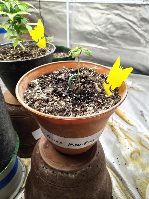 Alien Moonrocks. Week 4