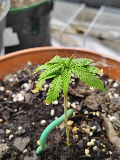 Alien Moonrocks. Week 4