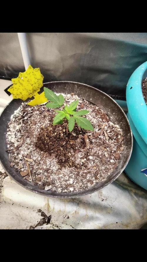 Critical Dwarf (run #2)