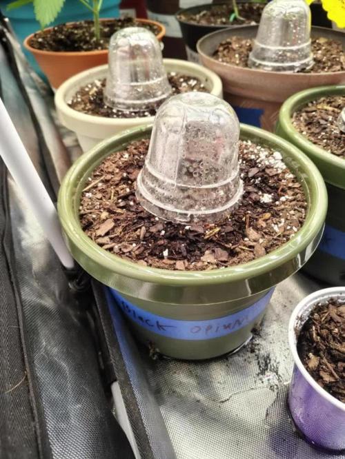 Black Opium Auto