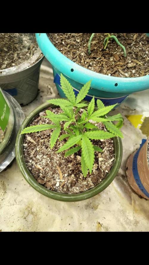 Black Opium Auto