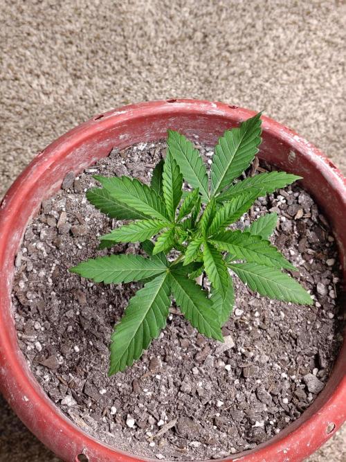 Face Fat (Run #2). Week 2