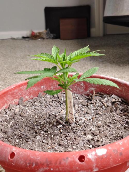 Face Fat (Run #2). Week 2