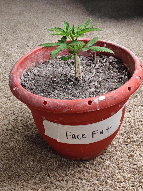 Face Fat (Run #2). Week 2