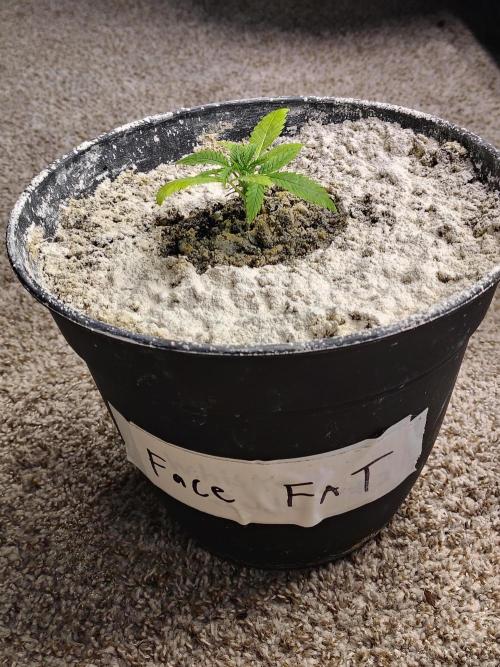 Face Fat (Run #2). Week 2