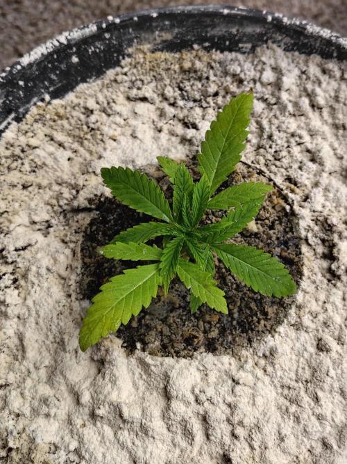 Face Fat (Run #2). Week 2