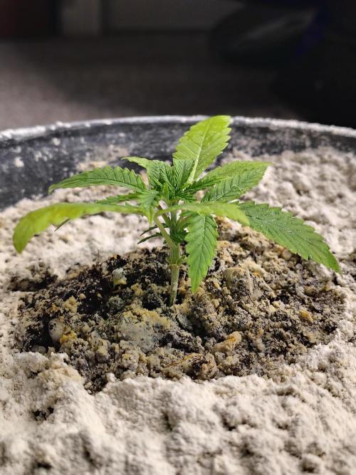 Face Fat (Run #2). Week 2