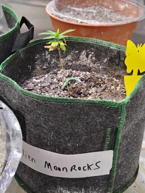 Alien Moonrocks. Week 5