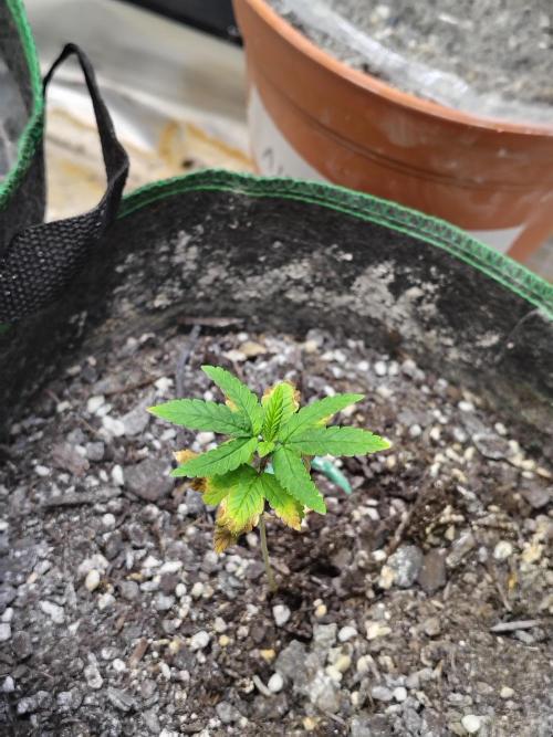 Alien Moonrocks. Week 5