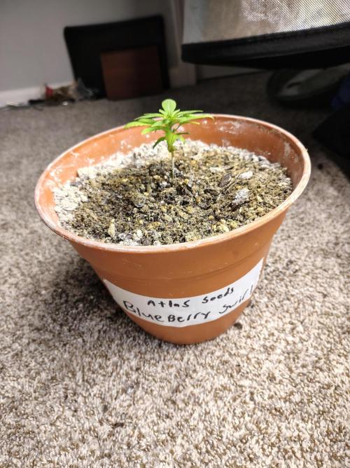 Blueberry Swirl. Week 4