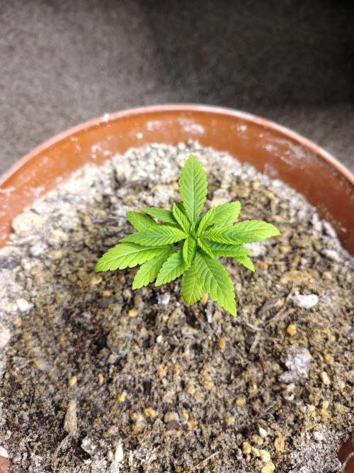 Blueberry Swirl. Week 4