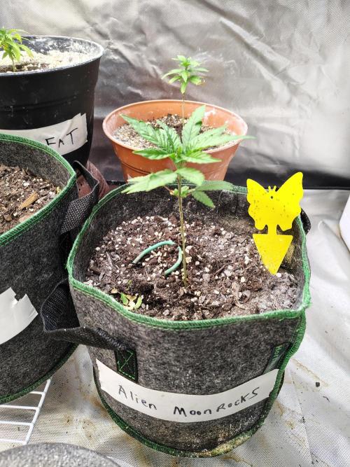 Alien Moonrocks. Week 6