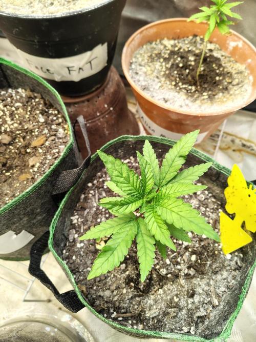 Alien Moonrocks. Week 6