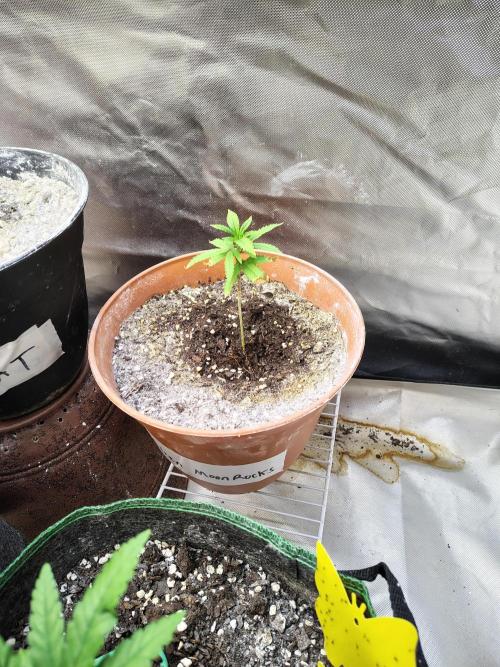 Alien Moonrocks. Week 6