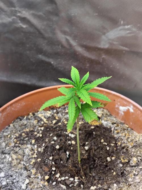 Alien Moonrocks. Week 6