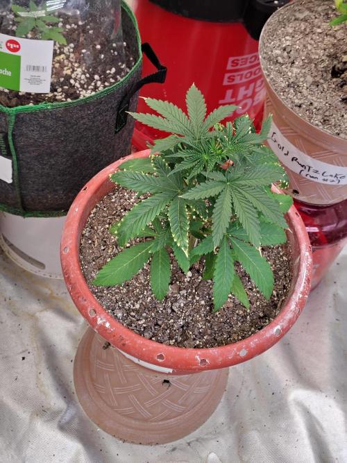 Face Fat (Run #2). Week 3