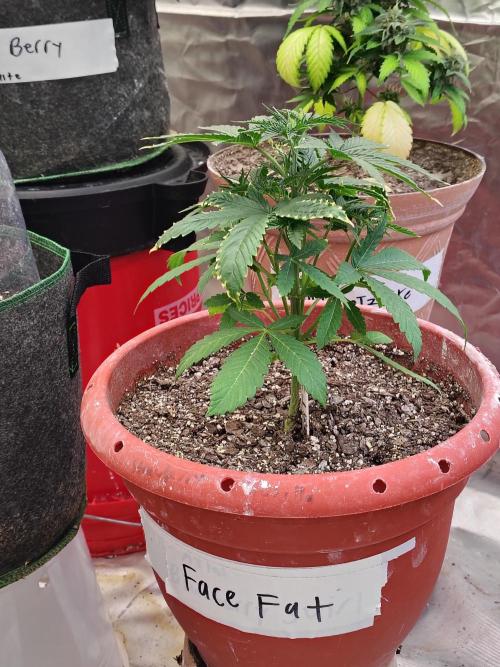 Face Fat (Run #2). Week 3