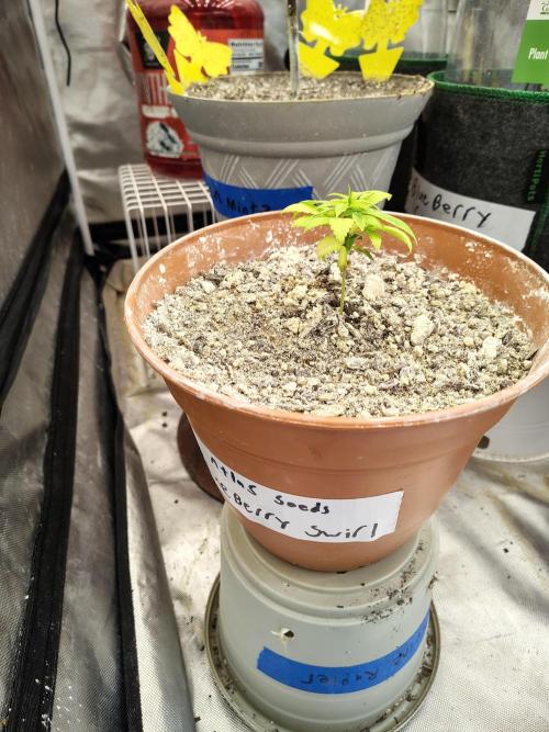 Blueberry Swirl. Week 5