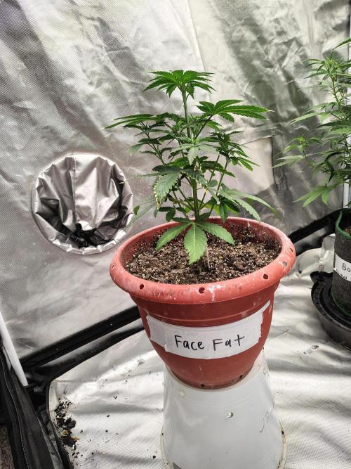 Face Fat (Run #2). Week 3