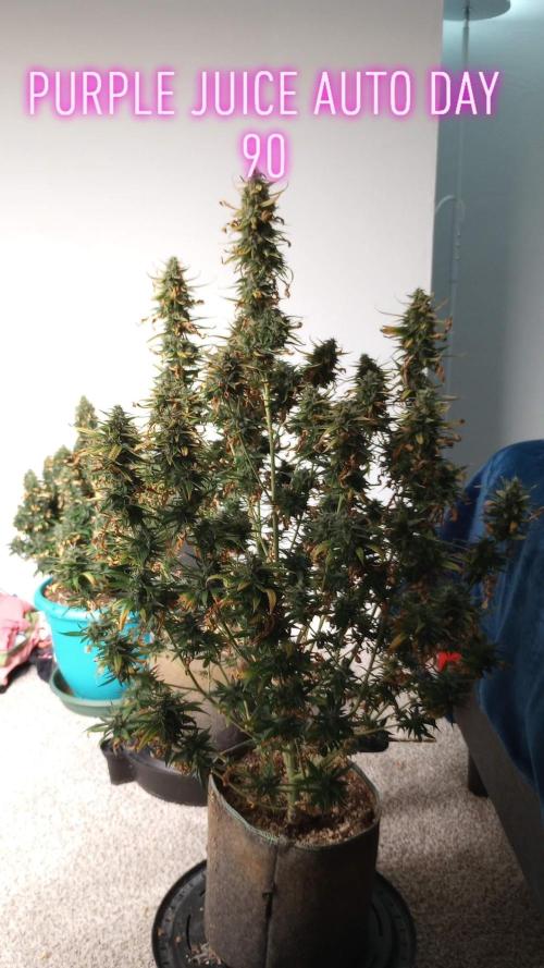 Purple Juice Auto. Week 12