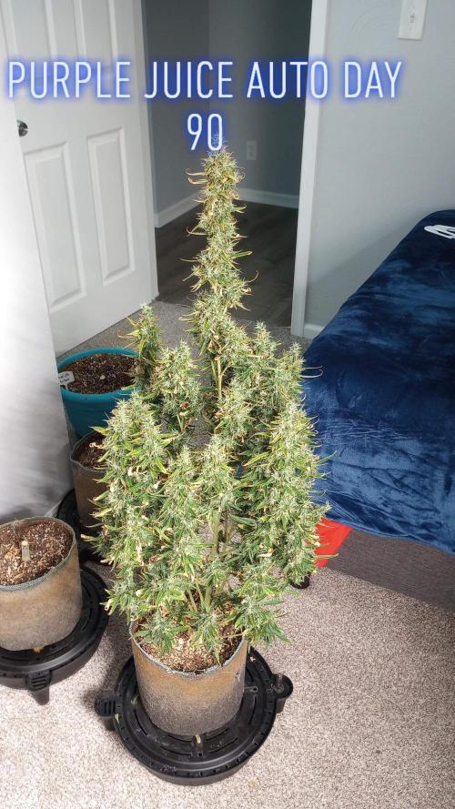 Purple Juice Auto. Week 12