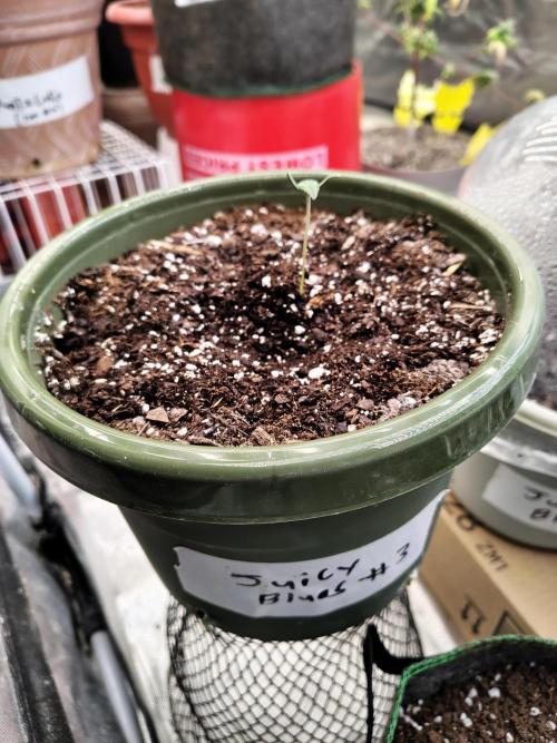 Juicy Blues Auto (Run #2). Week 1