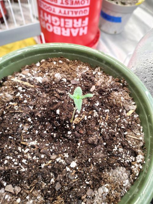 Juicy Blues Auto (Run #2). Week 1