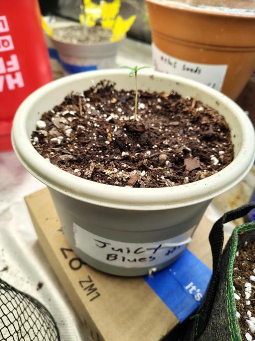 Juicy Blues Auto (Run #2). Week 1