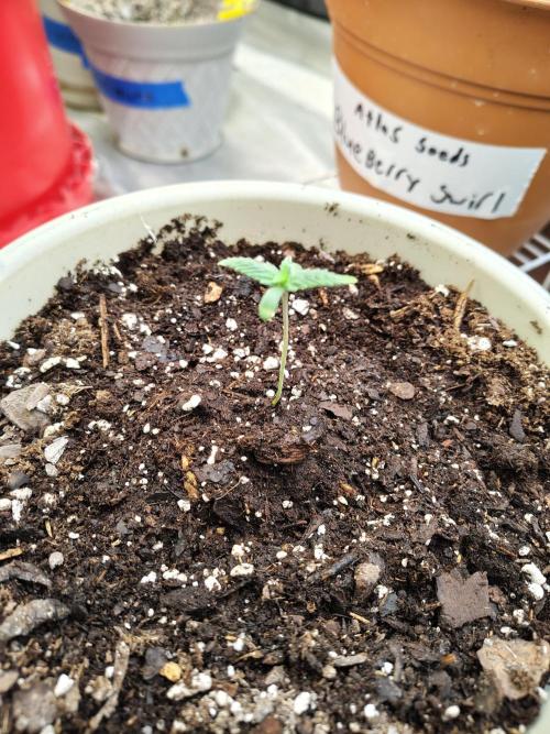 Juicy Blues Auto (Run #2). Week 1