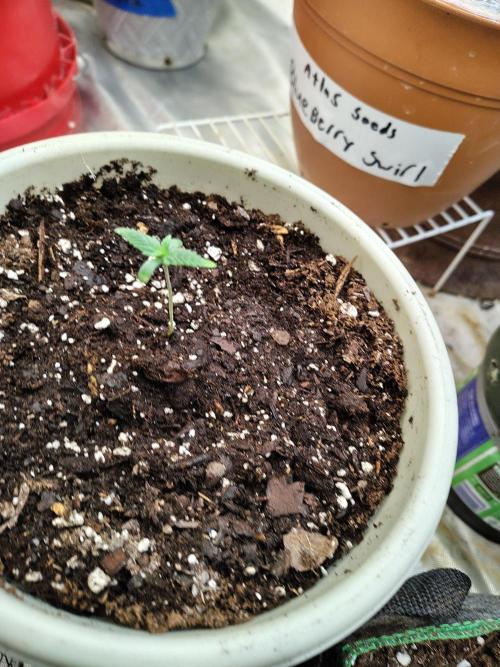 Juicy Blues Auto (Run #2). Week 1