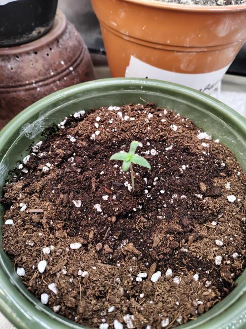 Juicy Blues Auto (Run #2). Week 1