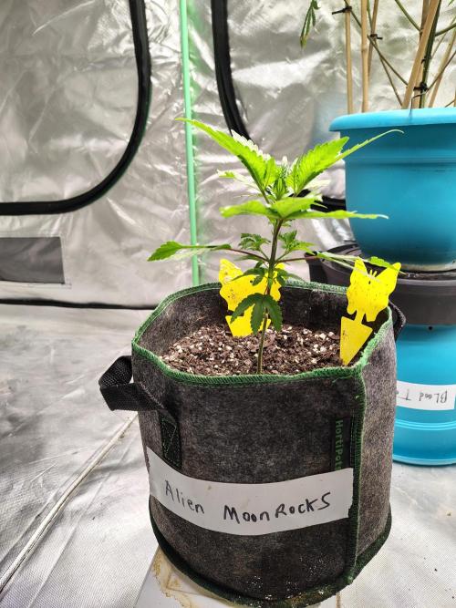 Alien Moonrocks. Week 6