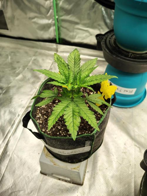 Alien Moonrocks. Week 6