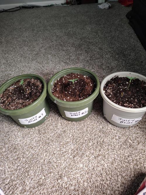 Juicy Blues Auto (Run #2). Week 1