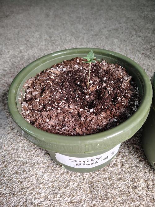 Juicy Blues Auto (Run #2). Week 1