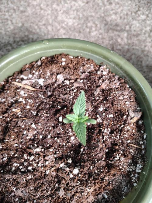 Juicy Blues Auto (Run #2). Week 1