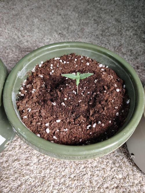 Juicy Blues Auto (Run #2). Week 1