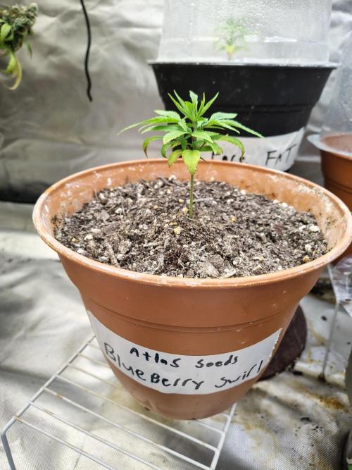 Blueberry Swirl. Week 6