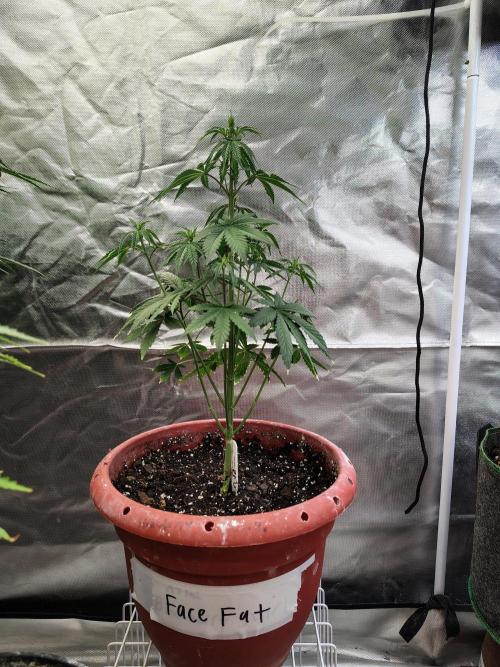 Face Fat (Run #2). Week 4