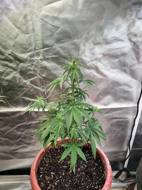 Face Fat (Run #2). Week 4