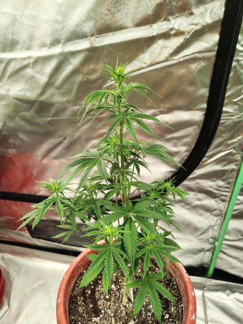 Face Fat (Run #2). Week 4