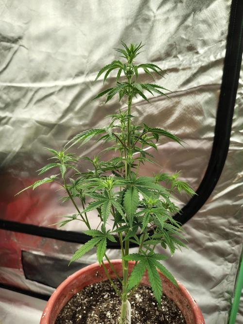 Face Fat (Run #2). Week 4