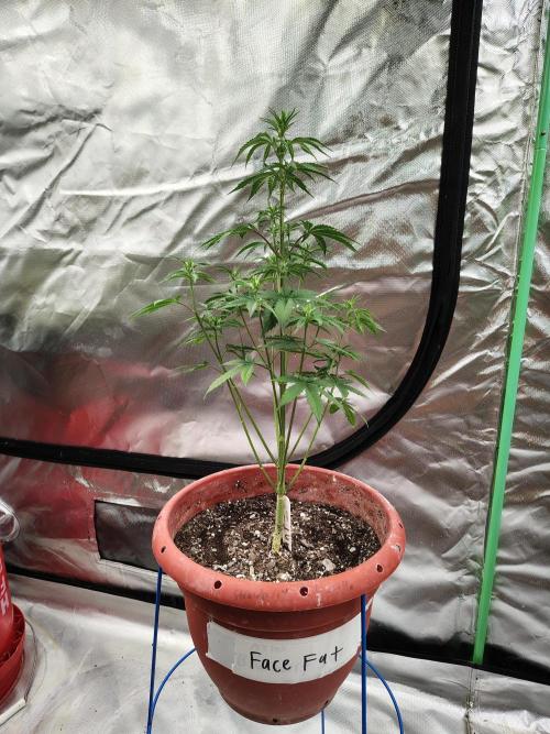 Face Fat (Run #2). Week 4