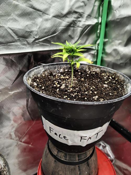 Face Fat (Run #2). Week 4