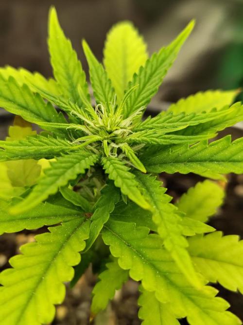 Face Fat (Run #2). Week 4