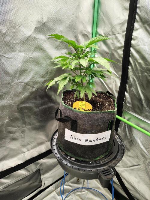 Alien Moonrocks. Week 7