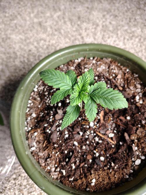 Juicy Blues Auto (Run #2). Week 1